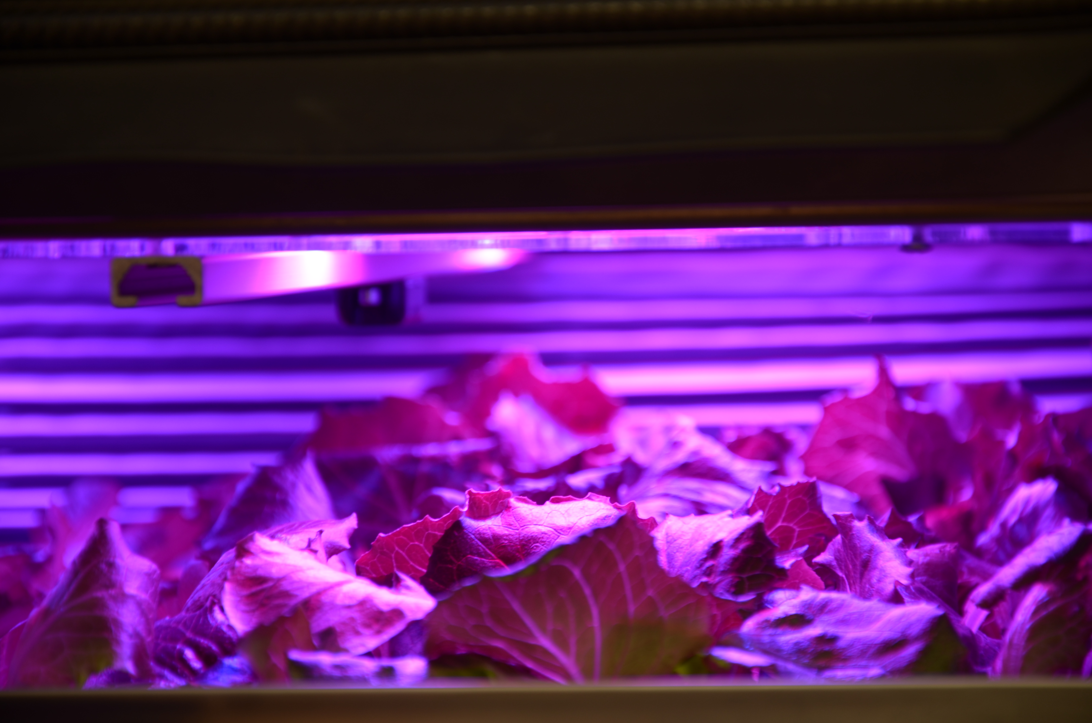 Inside Germina Experimental prototype