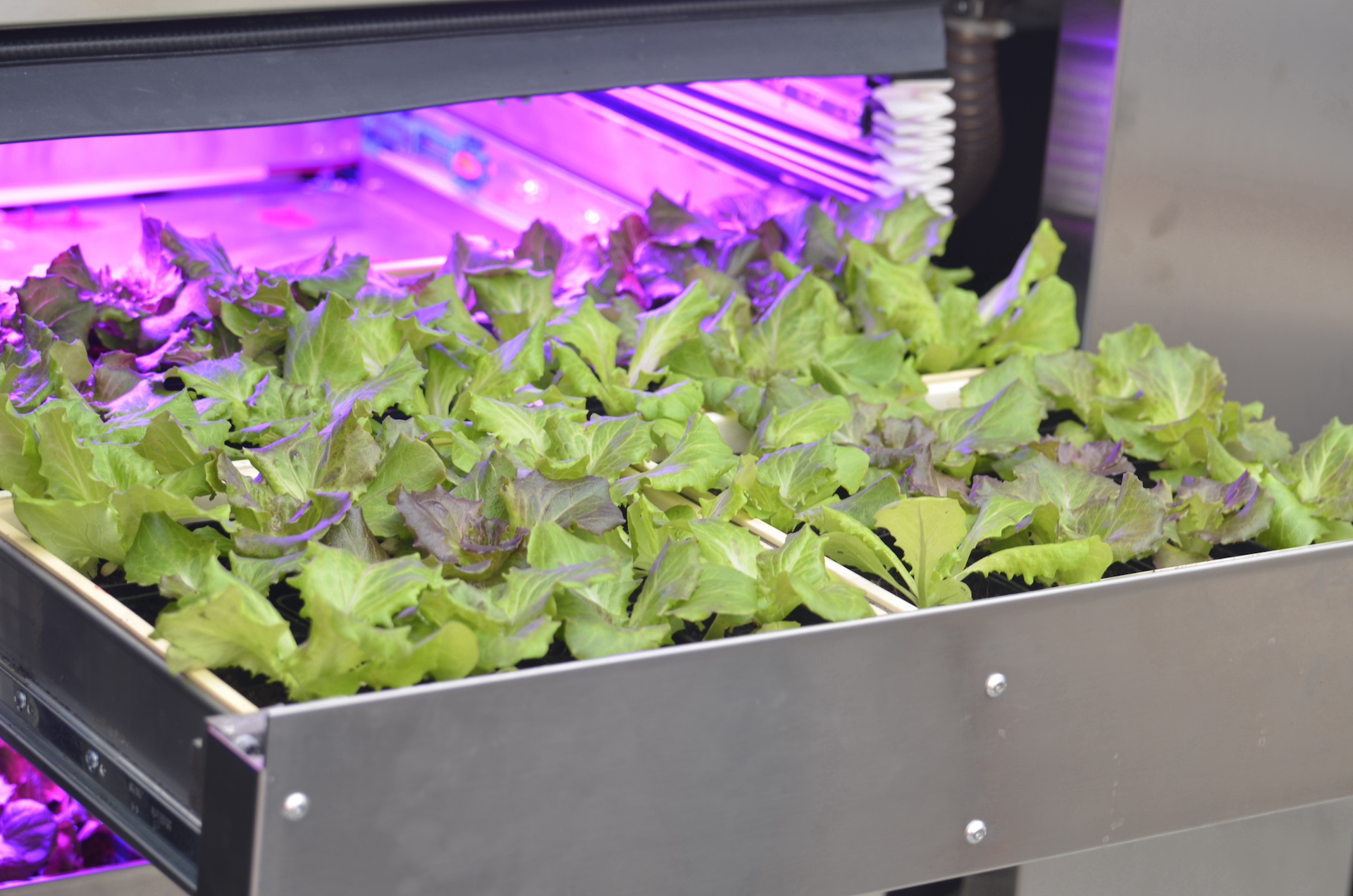 Interno del Prototipo Sperimentale di Serra Verticale Adattiva